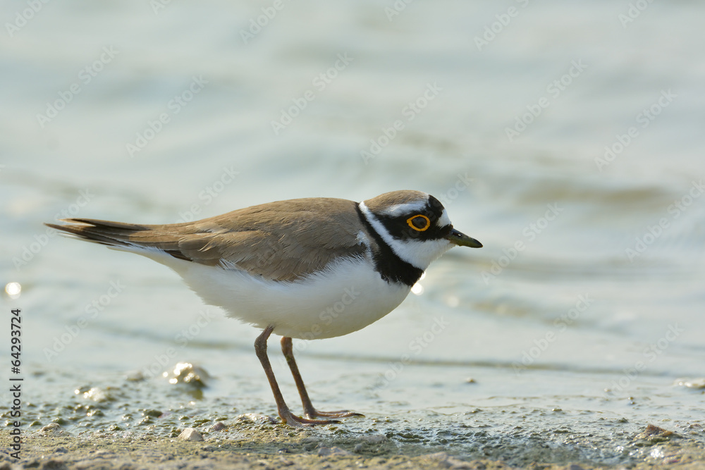 Little Ringed Plover (Charadrius dubius) Little Ringed Plover (Charadrius dubius)