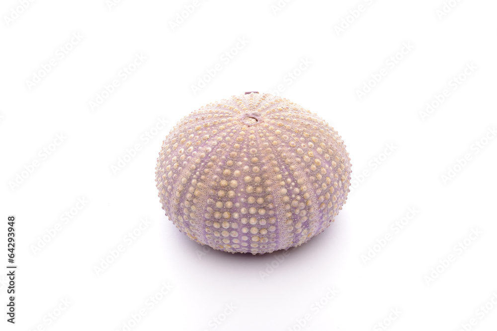 Sea Hedgehogs on the white Background Sea Hedgehogs on the white Background