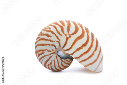 Nautillus shell on white background