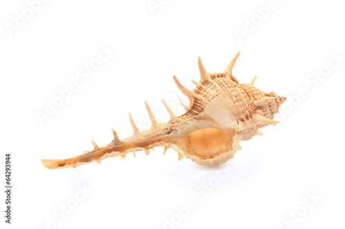 Sea shell, isolated on white background