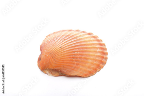 Sea shell, isolated on white background