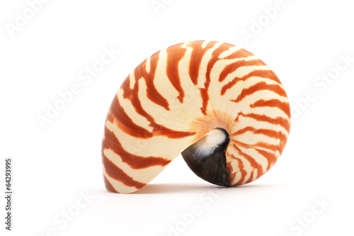 Nautillus shell on white background
