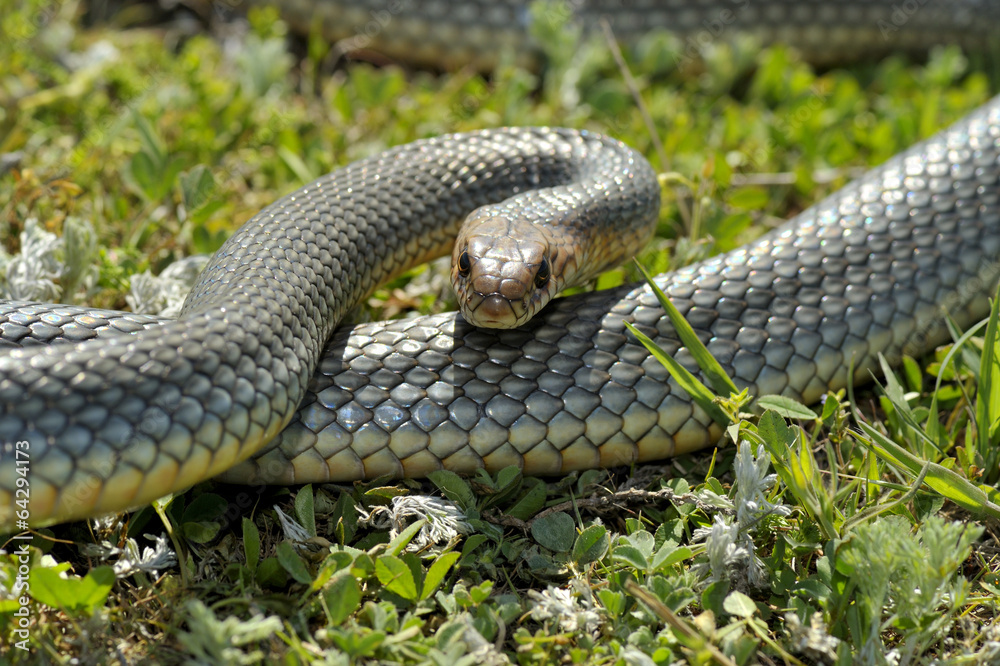 Obraz premium Snake in natural habitat (Dolichophis caspius)