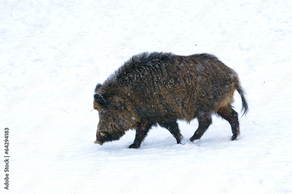Wild boar Wild boar