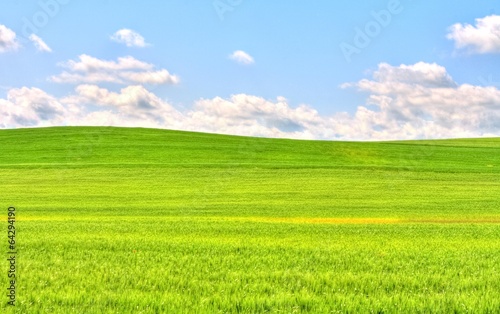 green grass field landscape under blue sky © donfiore