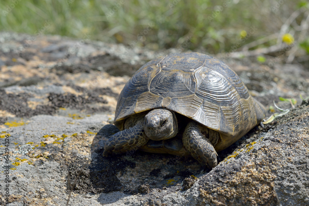 Obraz premium Greek turtle / Testudo graeca ibera