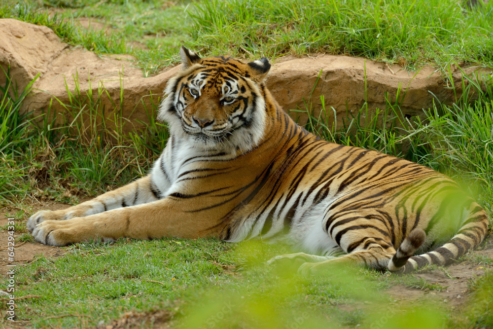 Obraz premium Bengal- or Asian tiger in sunny day with green background