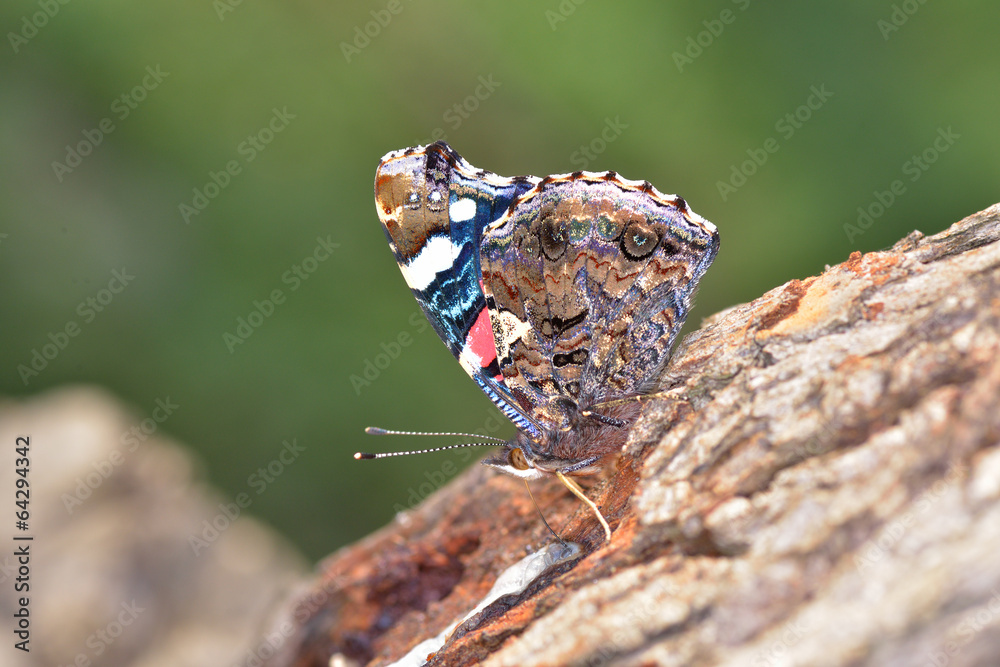 Butterfly in natural habitat on tree bark Butterfly in natural habitat on tree bark
