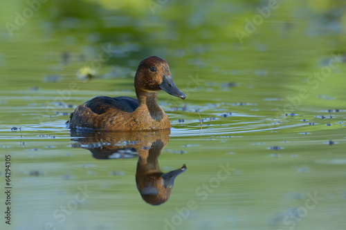 Ferruginous Duck (Aythya nyroca) on lake photo