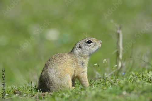 European ground squirrel (Spermophilus citellus)