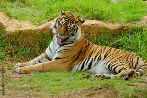 Fototapeta Naklejka Na Ścianę i Meble -  Bengal- or Asian tiger in sunny day with green background