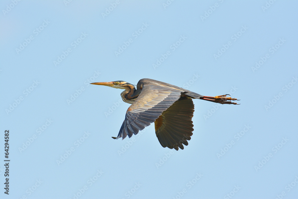 Fototapeta premium Purple heron (ardea purpurea)
