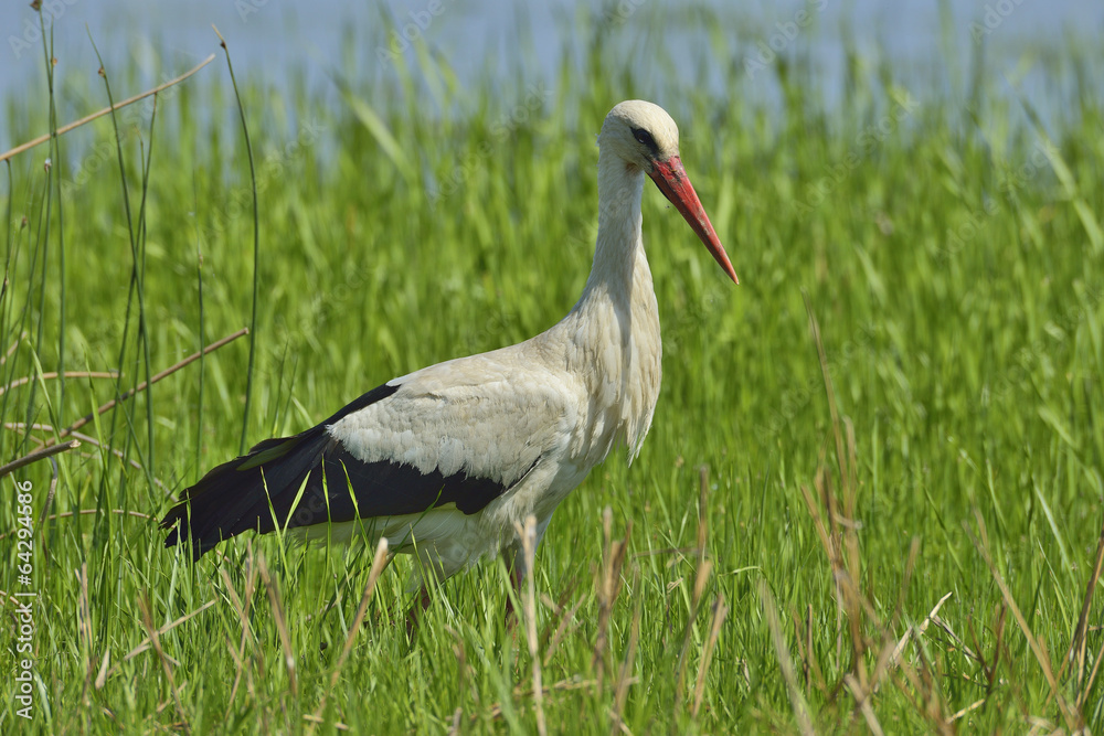 Fototapeta premium Stork (ciconia ciconia)
