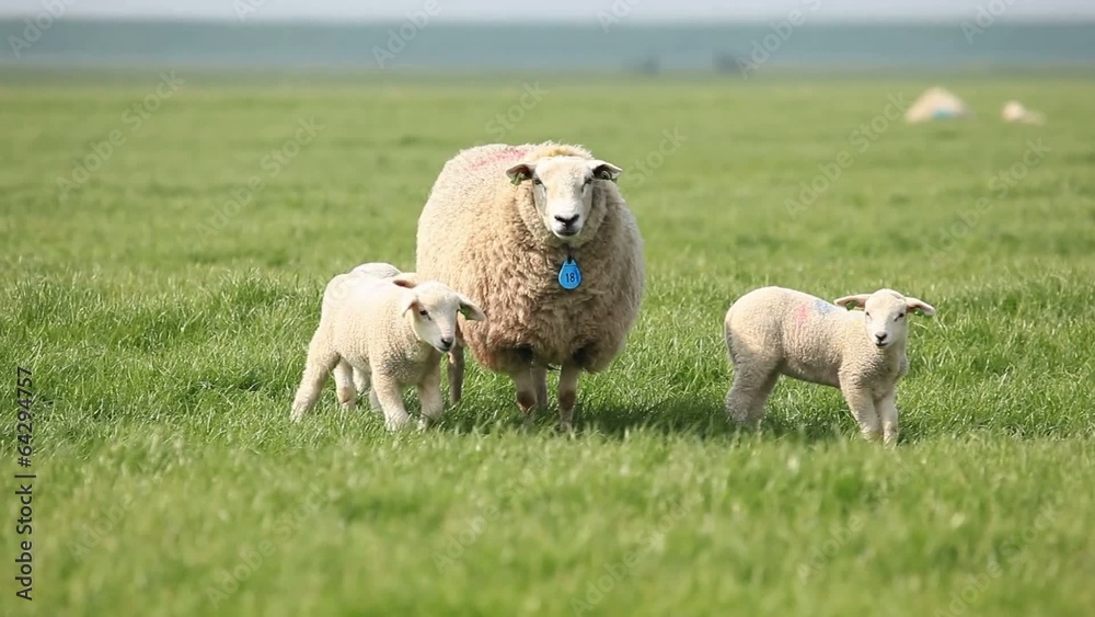 Sheep with lambs looking at the camera Sheep with lambs looking at the camera