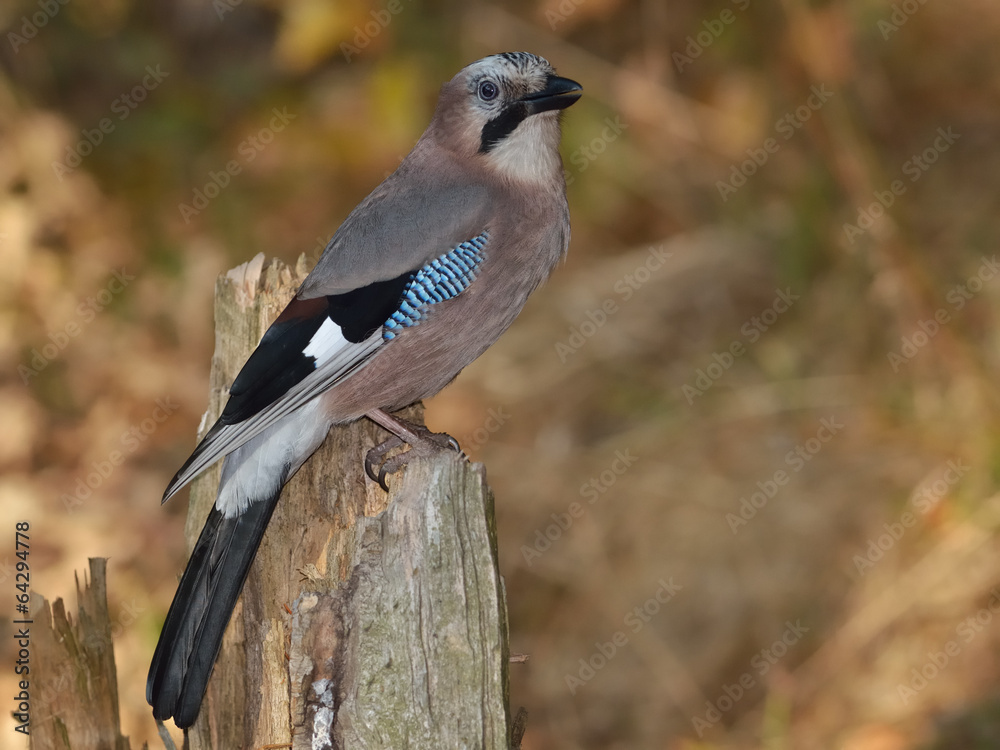 Fototapeta premium Colourful Jay