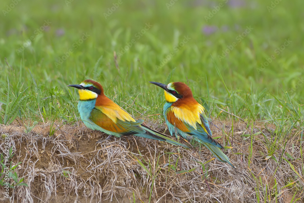 Obraz premium Couple european bee-eater