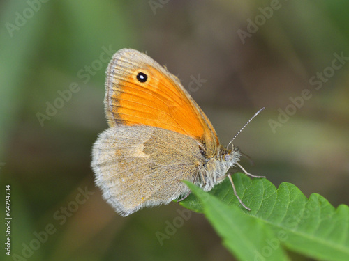 Butterfly in natural habitat (lycaena dispar)