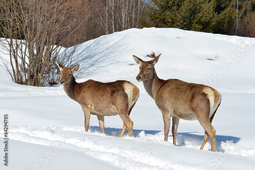 Wallpaper Mural Deer Torontodigital.ca