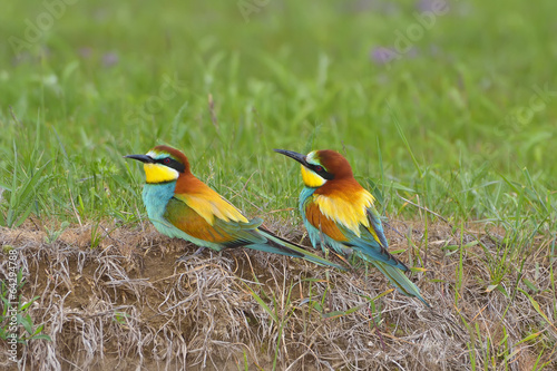 Couple european bee-eater