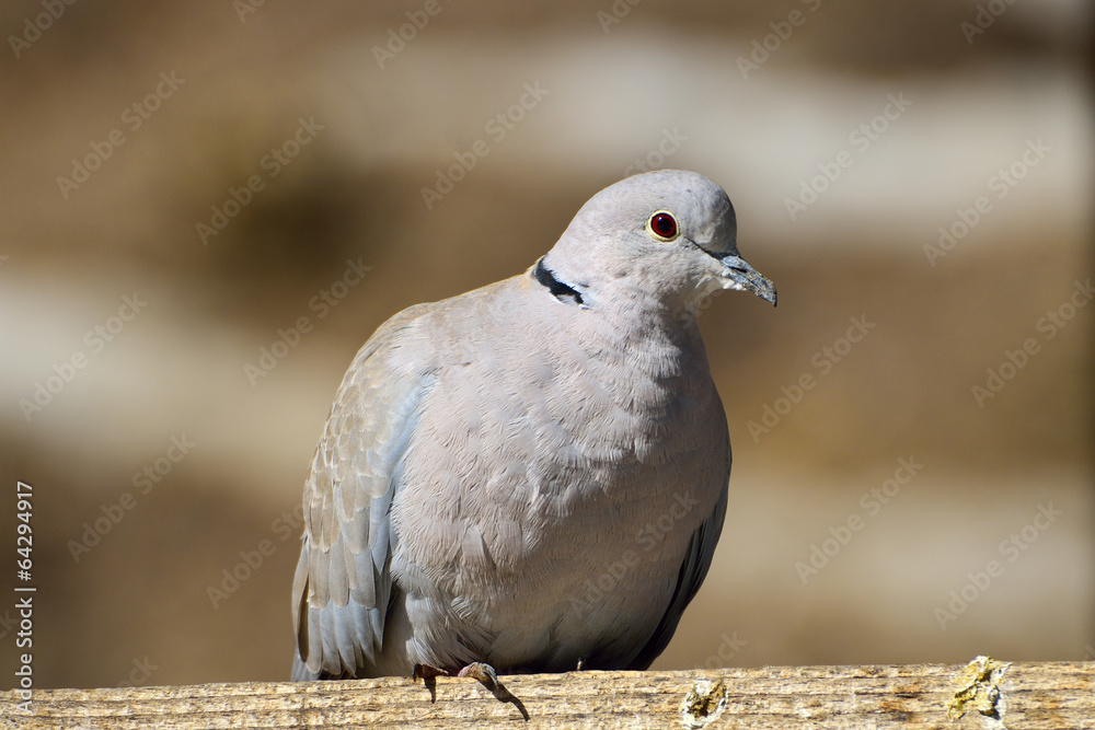 Fototapeta premium Eurasian Collared-Dove (Streptopelia decaocto)