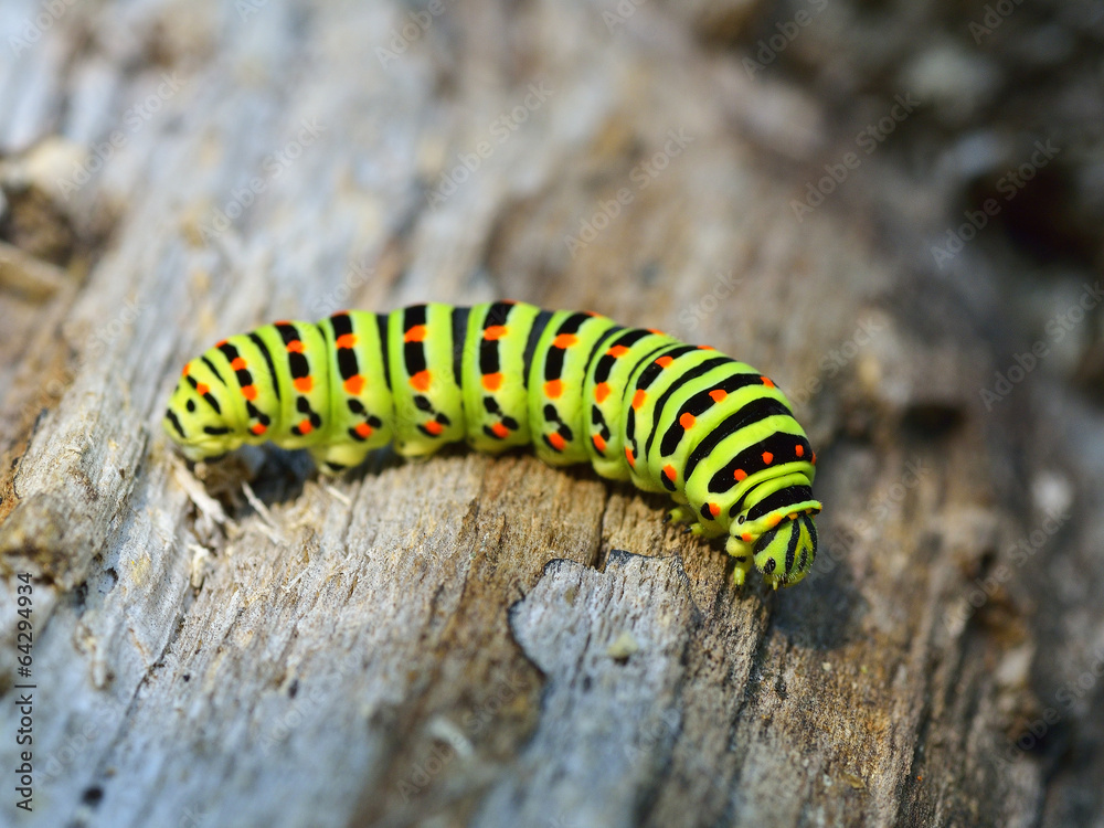 Green caterpillar in nature