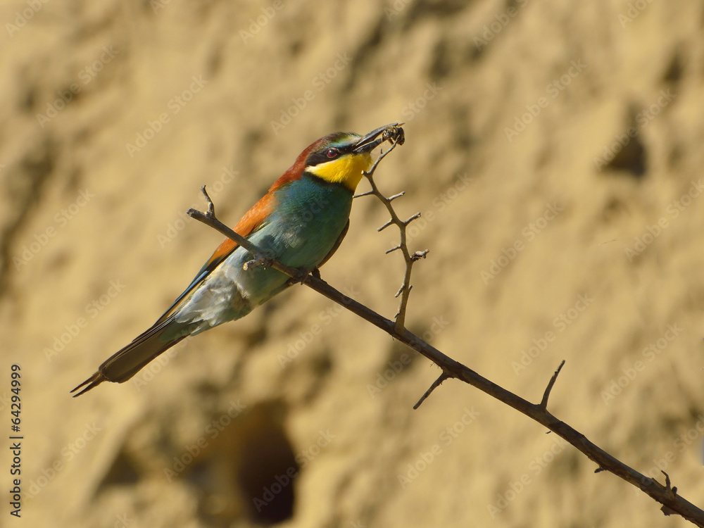 european bee-eater (Merops Apiaster) outdoor european bee-eater (Merops Apiaster) outdoor
