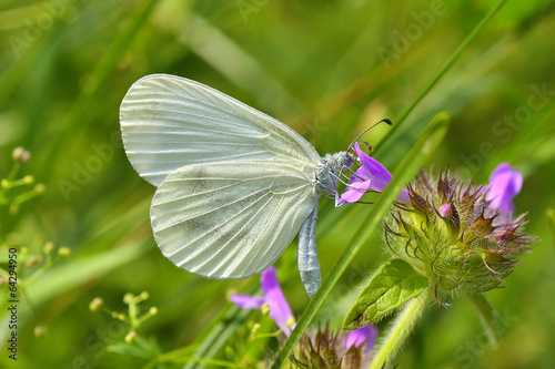 Beautiful white butterfly ( Leptidea sinapis)
