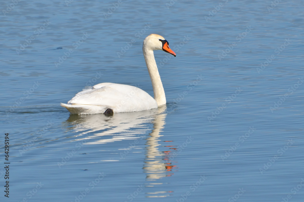Mute Swan - Cygnus olor Adult with four cygnets Mute Swan - Cygnus olor Adult with four cygnets