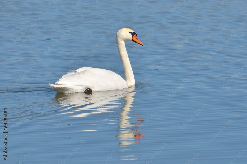 Mute Swan - Cygnus olor Adult with four cygnets