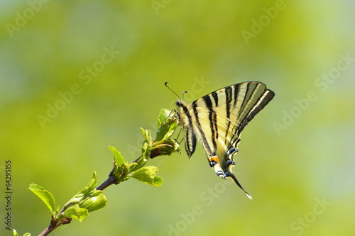 butterfly in natural habitat (scarce swallowtail) photo