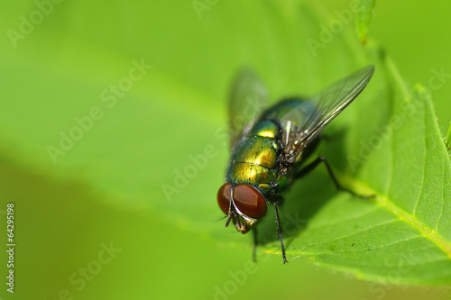 Golden colored fly on leaf closeup view