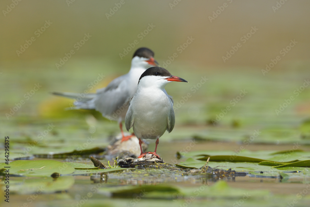 Fototapeta premium Common tern (sterna hirundo)