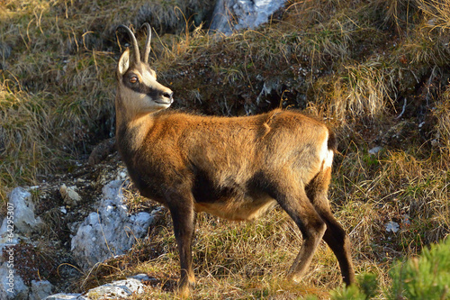 Chamois (rupicapra rupicapra)