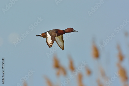 Ferruginous Duck - Aythya nyroca photo