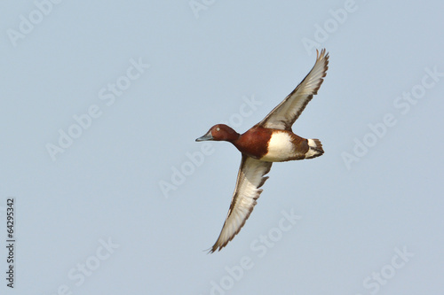 Ferruginous Duck - Aythya nyroca