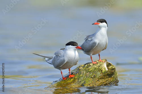 Common Tern in natural habitat (sterna hirundo)