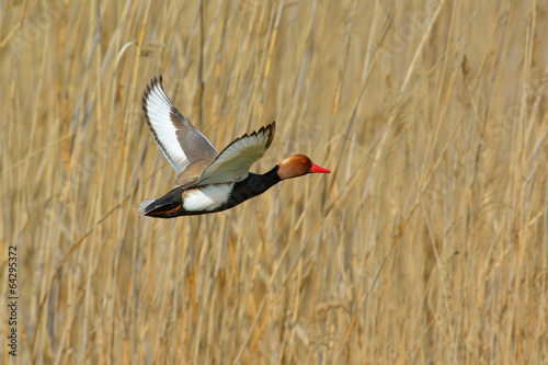 Red Crested pochard (Netta Rufina)