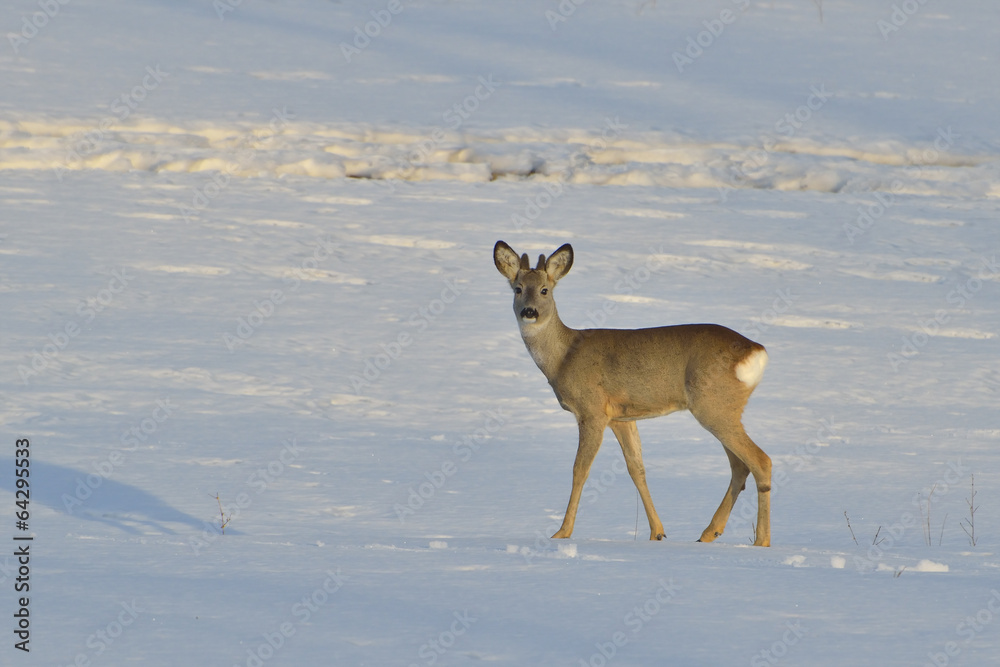 Deer in winter in a sunny day Deer in winter in a sunny day