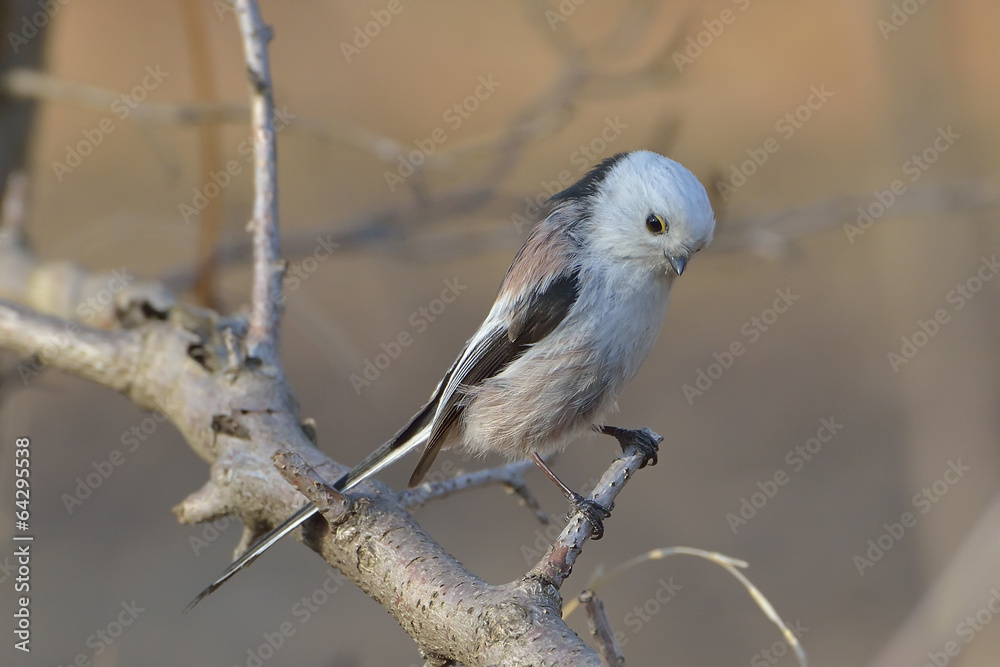Obraz premium Long tailed tit ( aegithalos caudatus )