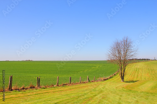 Green field and blue sky