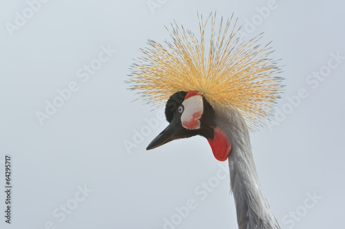 Portrait of Grey Crowned Crane (Balearica regulorum) photo