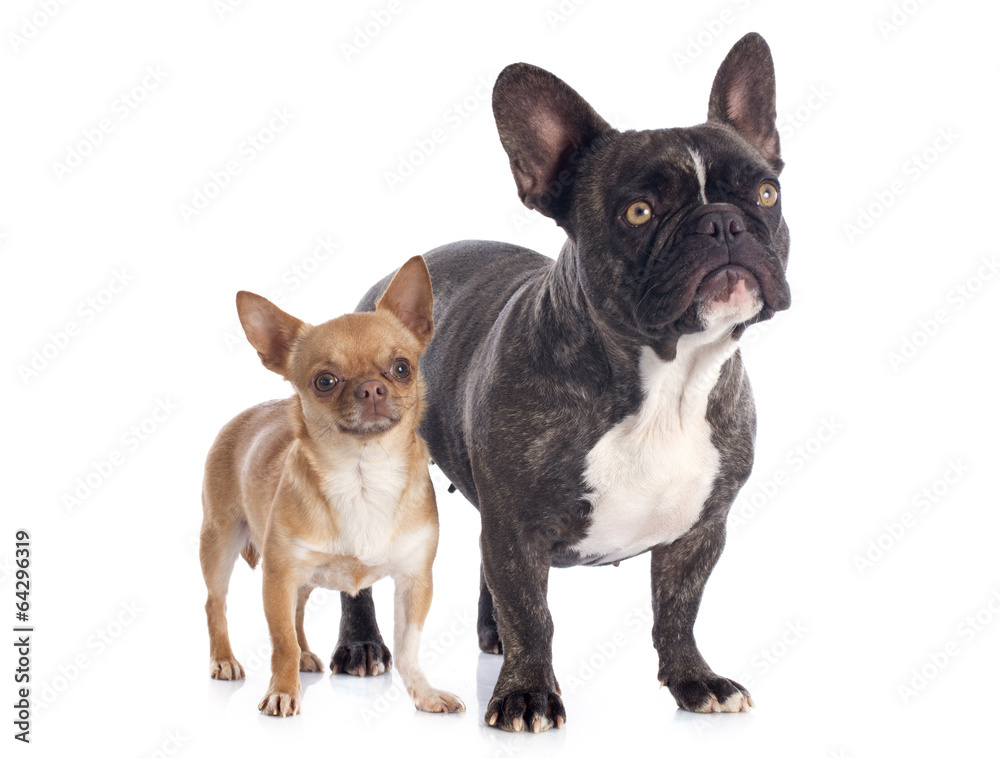 french bulldog and chihuahua