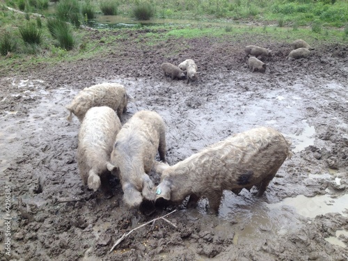 authentic pig from turopolje photo