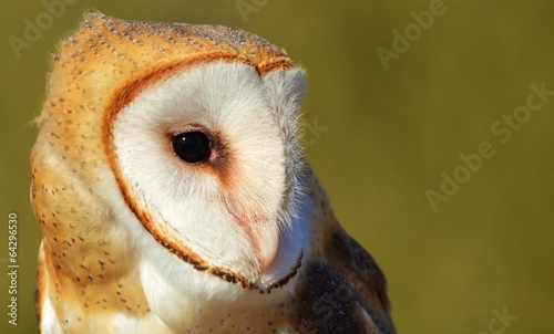 Barn Owl © michaelfitz