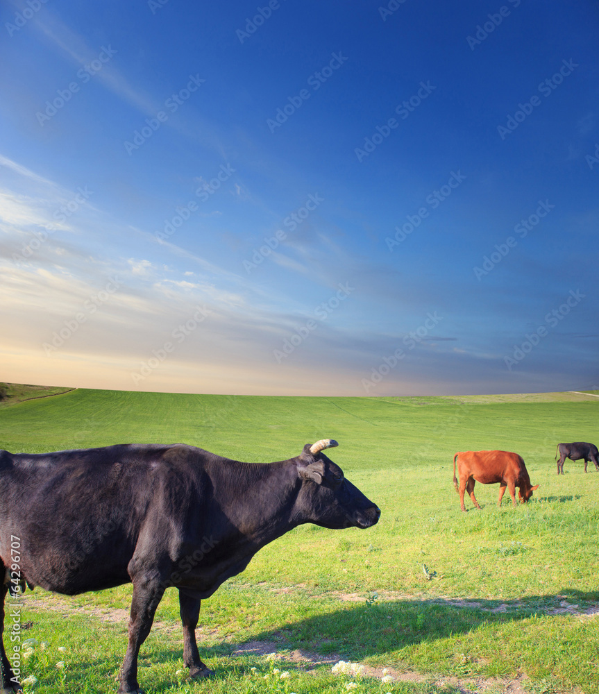 Herd of cows on green summer field