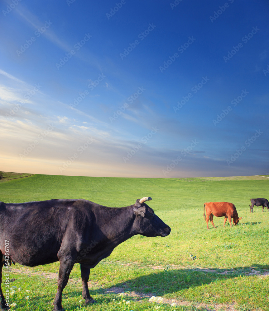Herd of cows on green summer field Herd of cows on green summer field