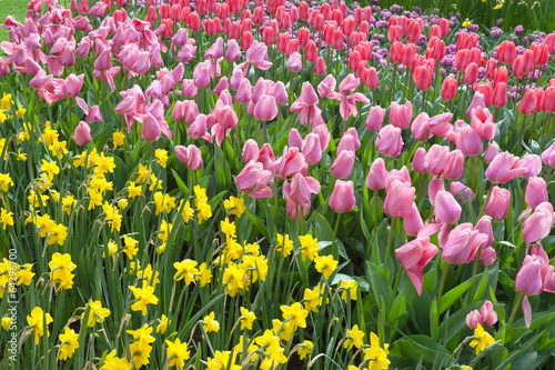 Fototapeta Naklejka Na Ścianę i Meble -  Tulips and Narcissus in the Keukenhof Gardens, Netherlands