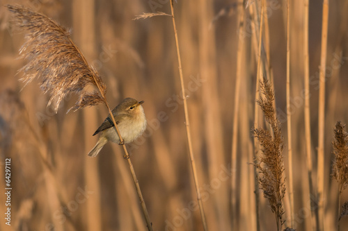 the sweet little bird photo