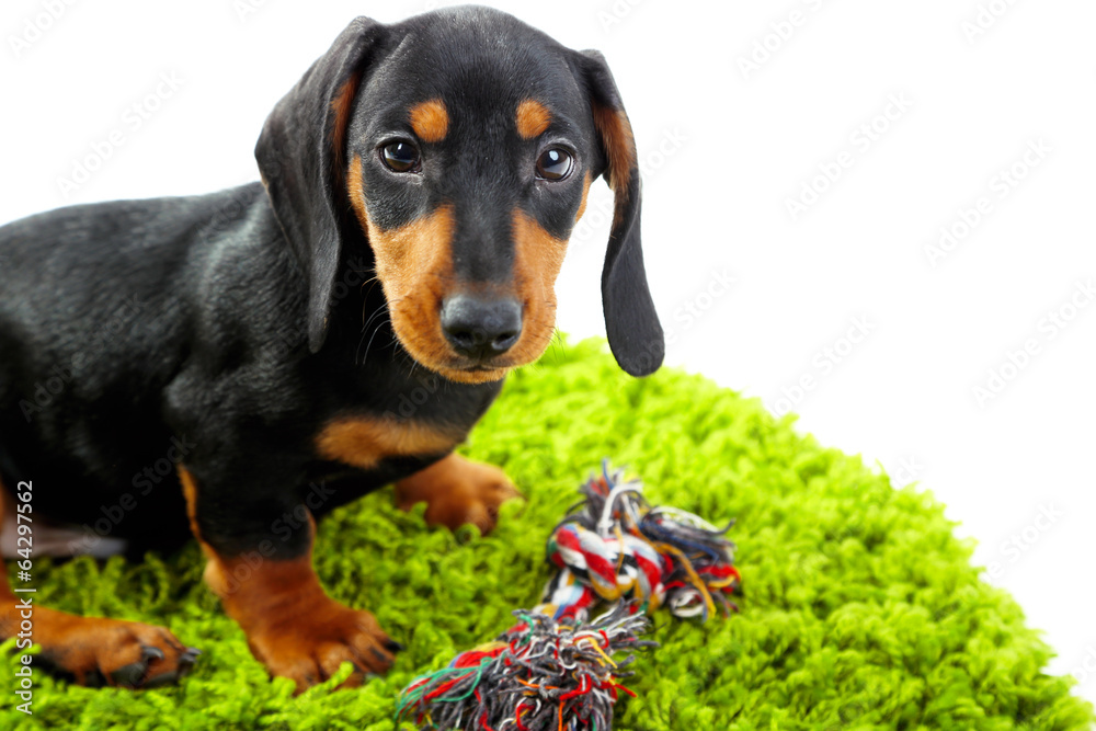 Cute dachshund puppy on green carpet, isolated on white