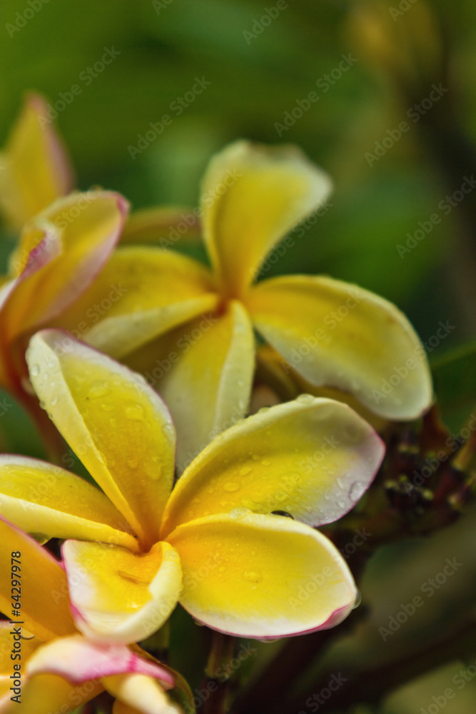 Obraz premium Frangipani mit Wassertropfen 2